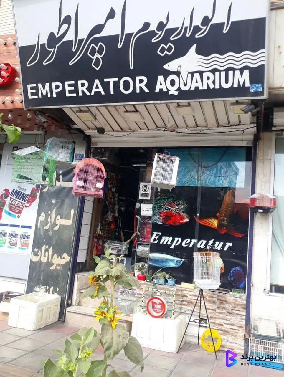 تصویر آکواریوم امپراطور تهرانسر