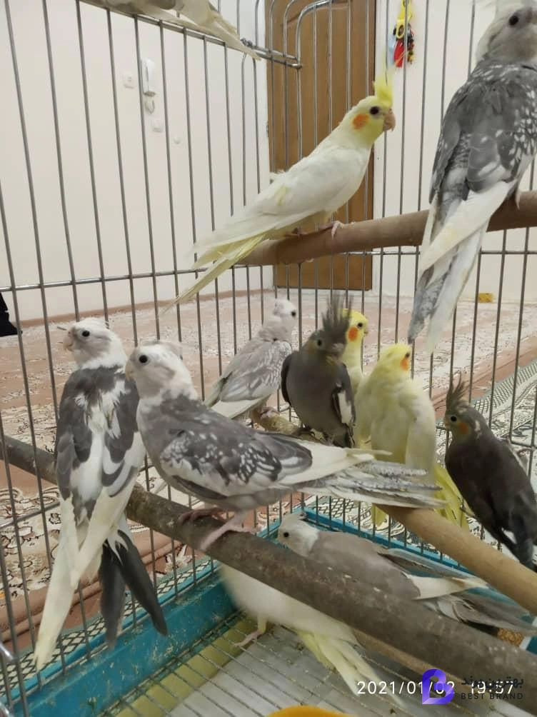 تصویر 4 از دنیای پرندگان علی