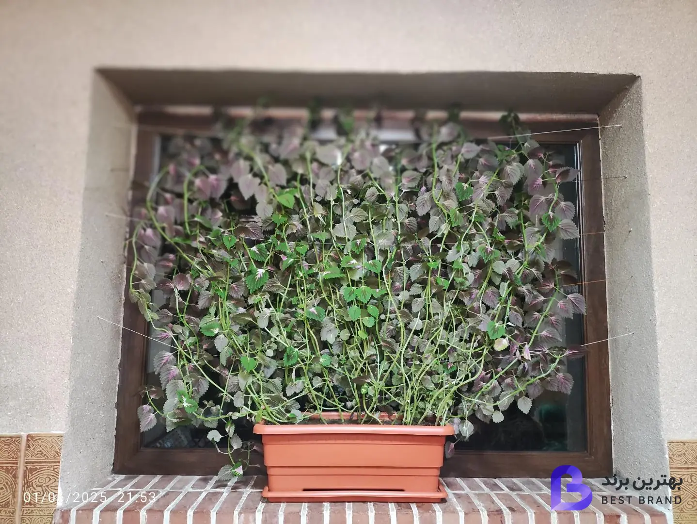 تصویر رستوران سنتی سپیدار