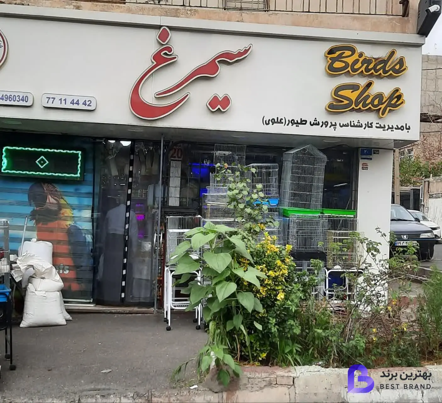 تصویر فروشگاه سیمرغ علوی