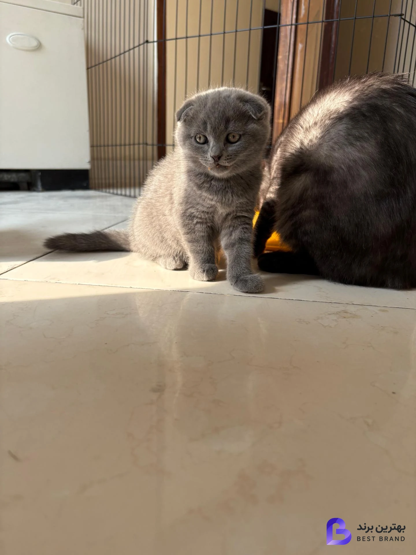 تصویر 2 از پارسیان کت (خرید و فروش گربه)