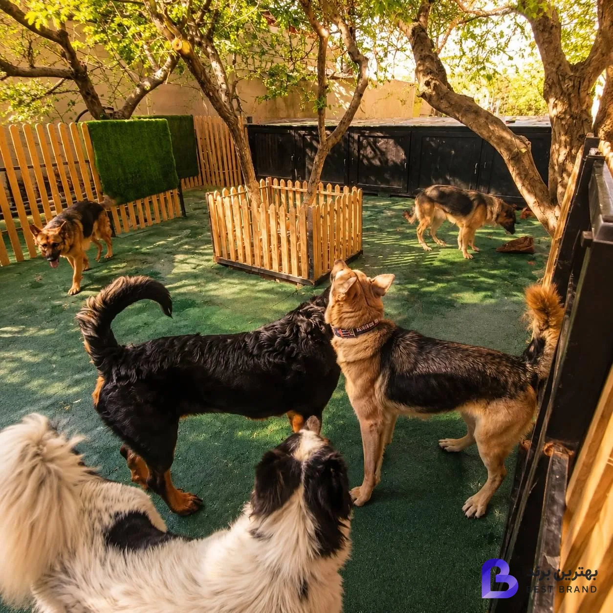 تصویر 1 از پانسیون سگ و گربه هتل کانیس