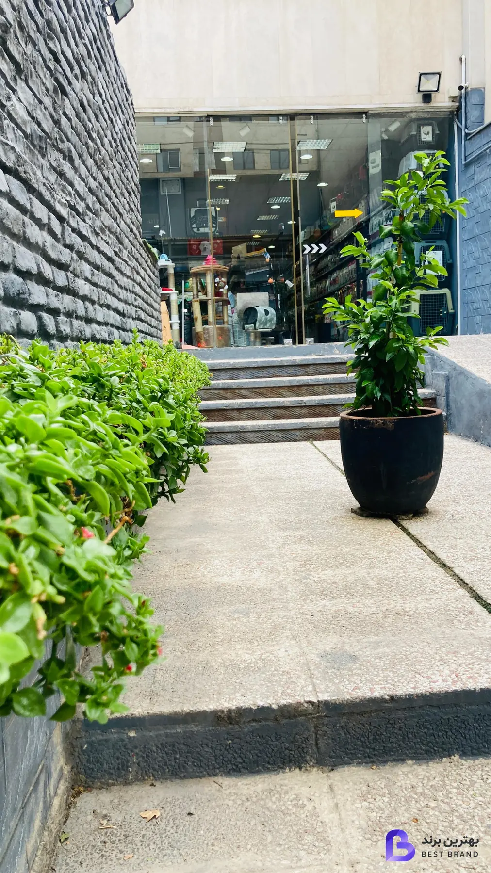 تصویر پت خرید