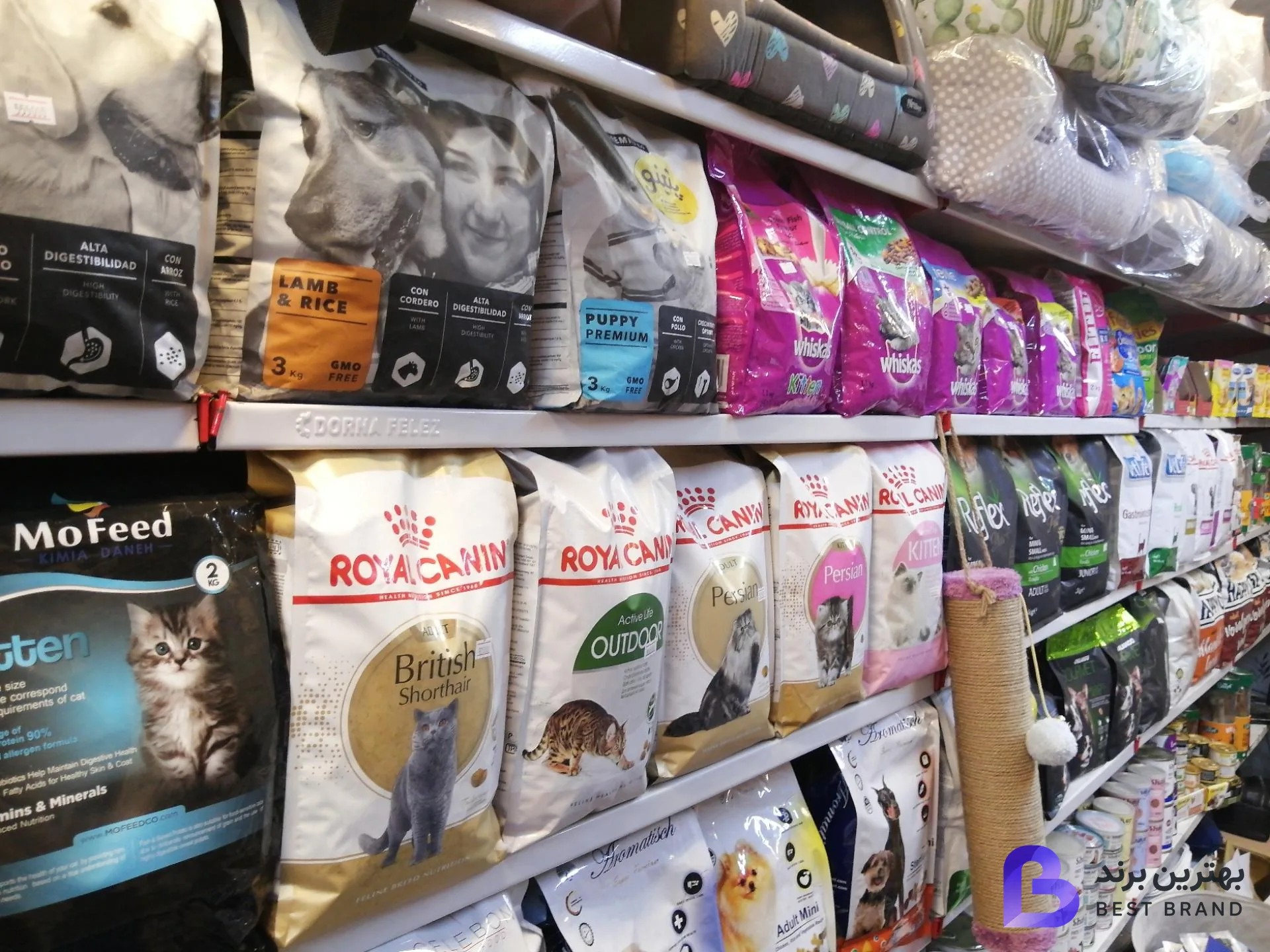 تصویر 3 از پت شاپ پتینو ( شعبه اصلی )
