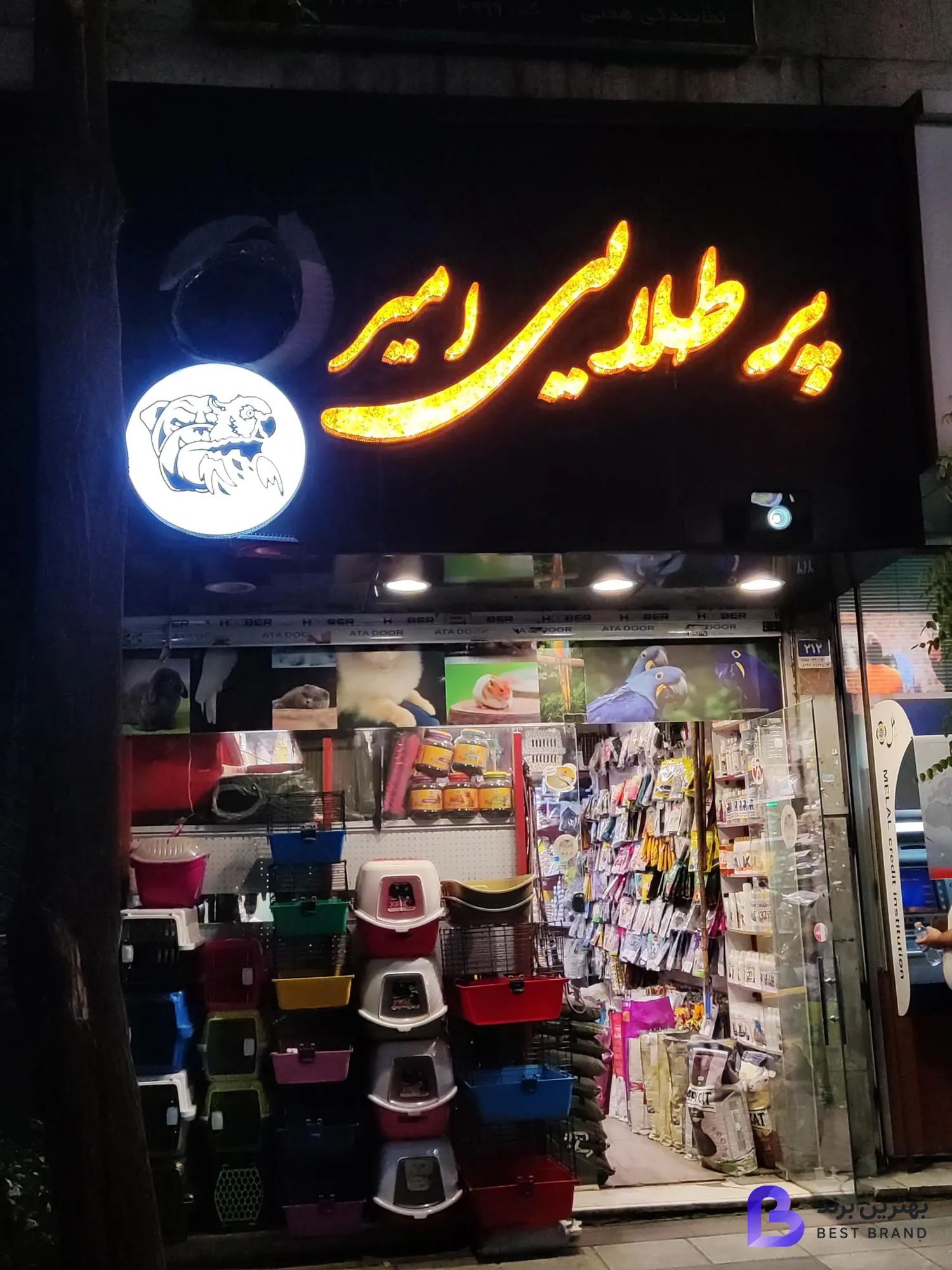 تصویر پت شاپ پر طلایی امیر