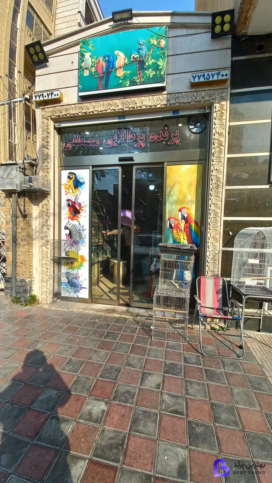 تصویر پت شاپ پرنده پرطلایی مصطفی