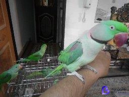 تصویر 4 از پرنده زینتی امیرعلی