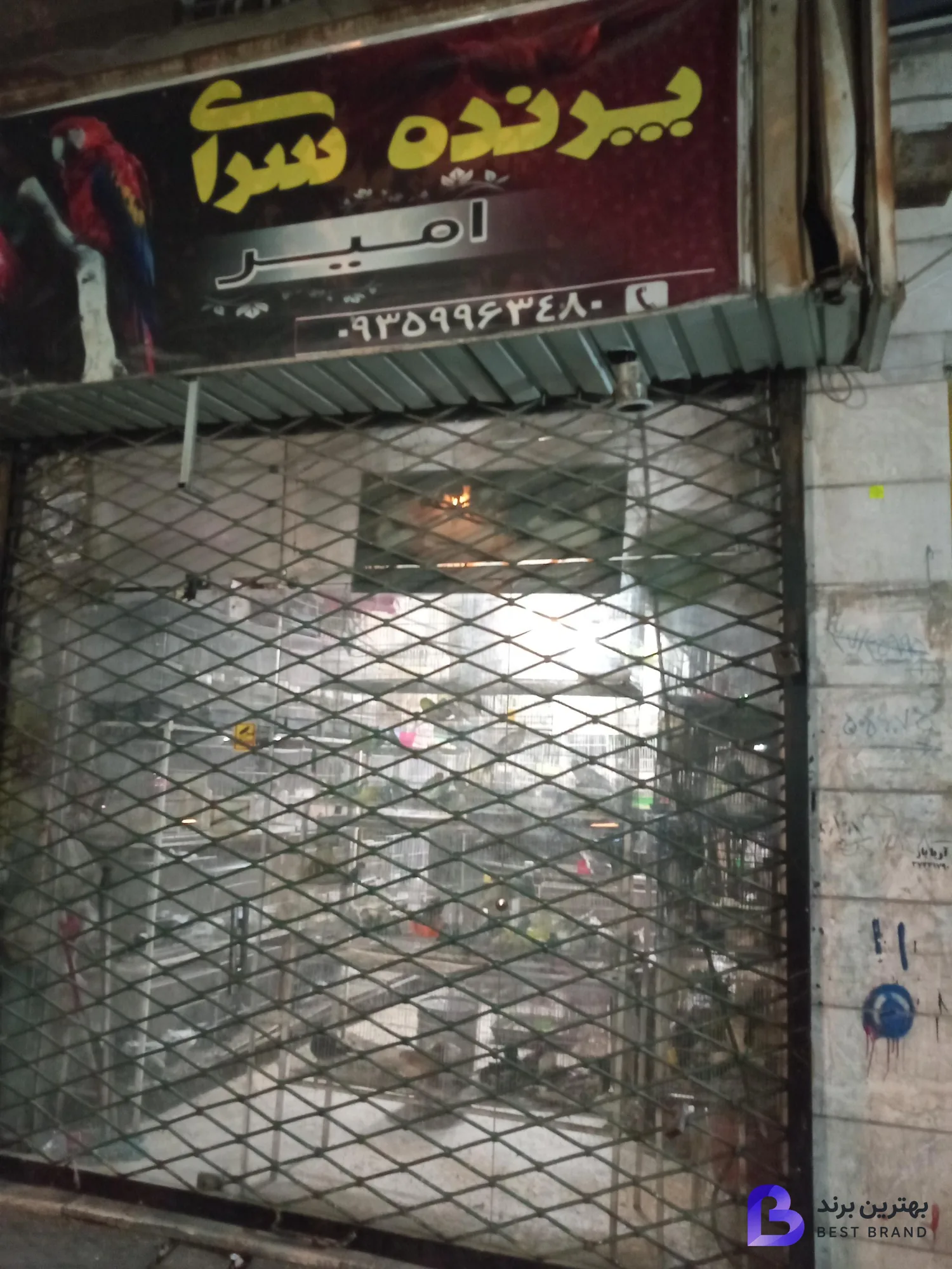 تصویر پرنده زینتی امیرعلی