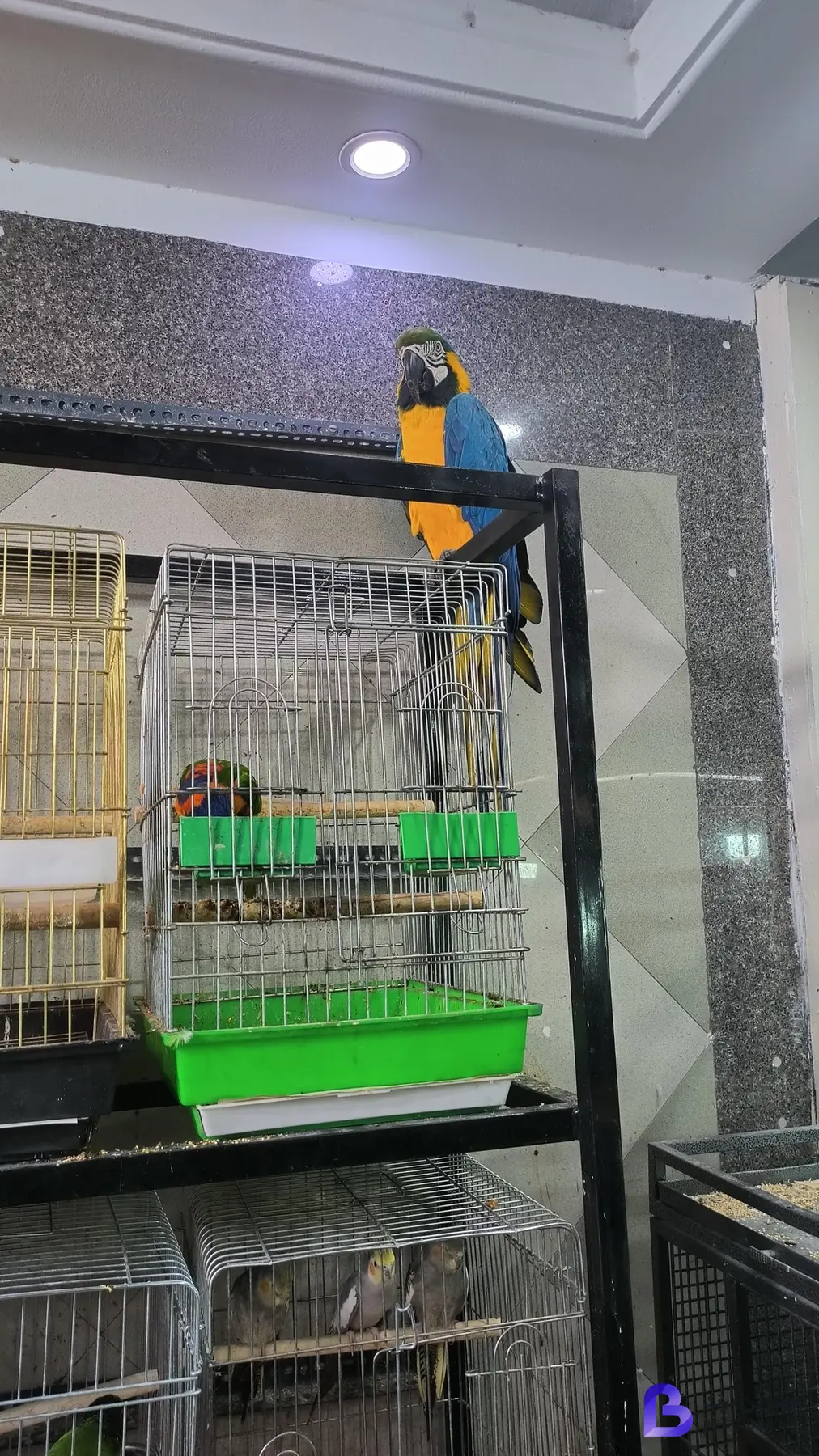 تصویر 3 از پرنده سرای نوید