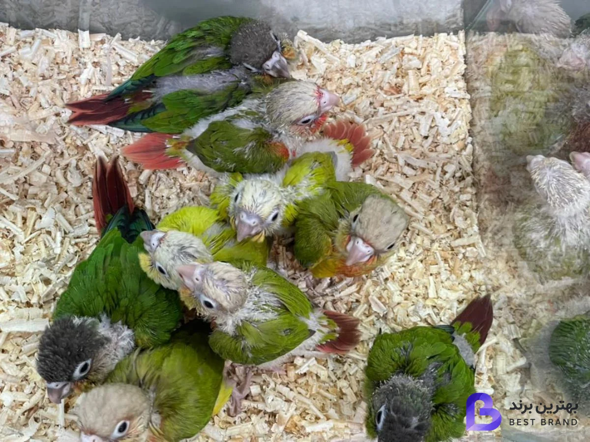 تصویر 4 از پرنده فروشی مرغ سحر