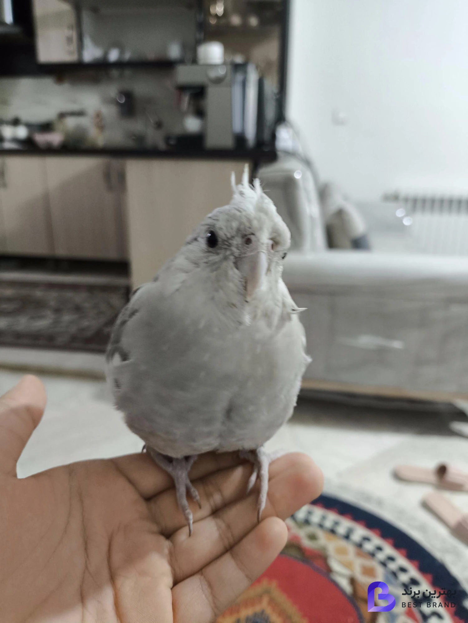 تصویر پرنده فروشی مرغ سحر