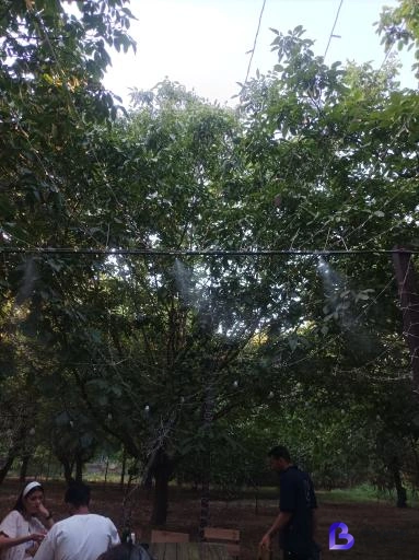 تصویر 4 از کافه باغ نوبهار